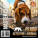 Perro detector de aromas y su entrenamiento eficaz